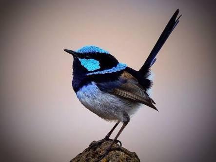 Forrest River Valley- Blue Wren Studio Apartment Luaran gambar